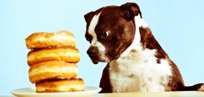 ¿Qué alimentos son malos para los perros?